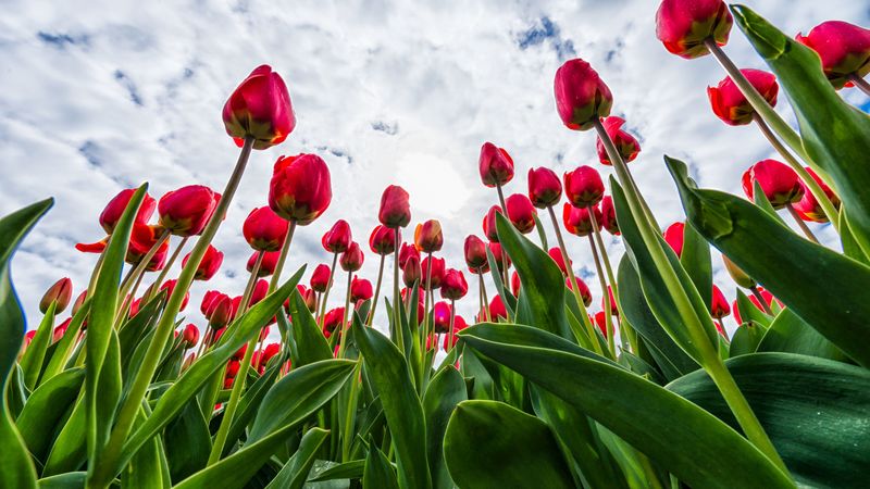 tulips, red, flowers, sky, clouds, 4k
