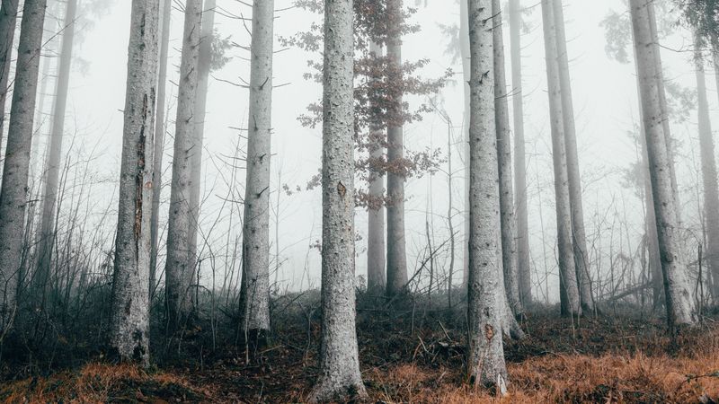 forest, trees, fog, nature, autumn, 4k