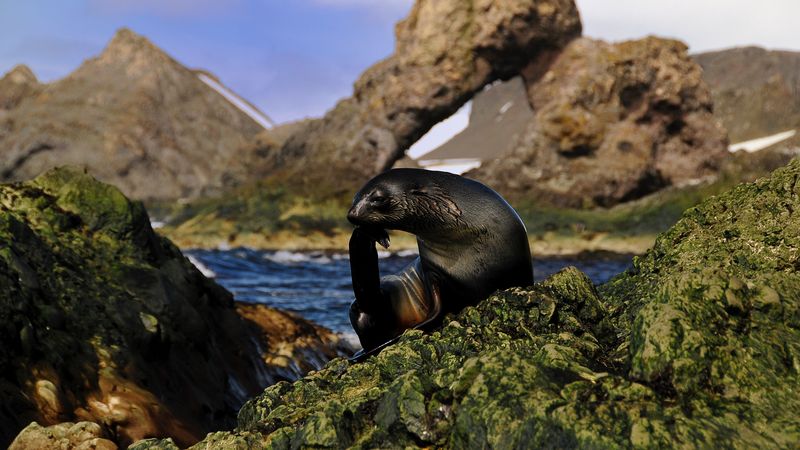 seal, black, wet, animal, rocks, 4k