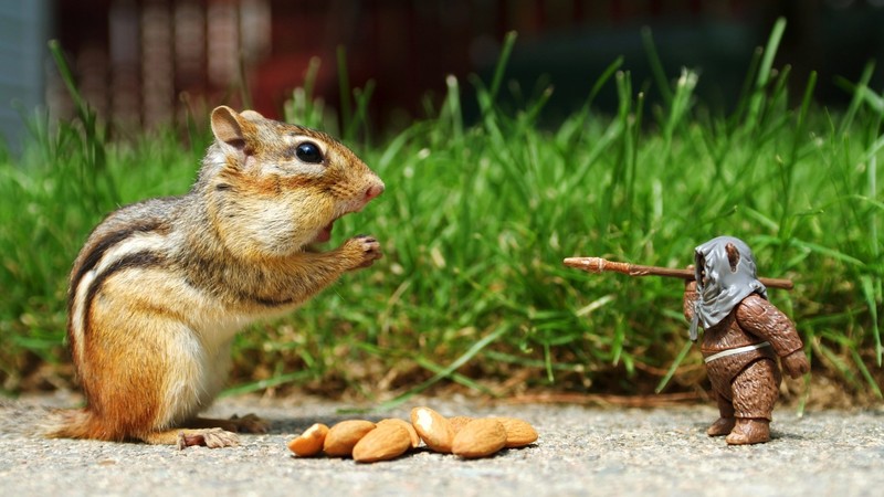 chipmunks, animals
