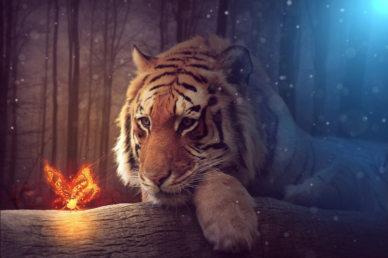 tiger, artist, art