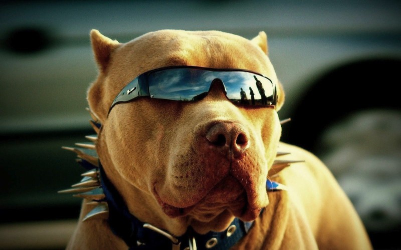 pitbull, dog, animals, glasses