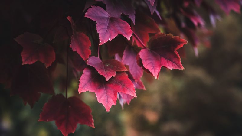 leaves, red, plant, nature, 4k