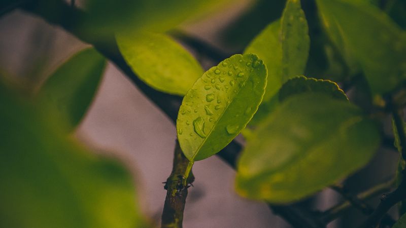 leaves, wet, macro, drops, green, 4k