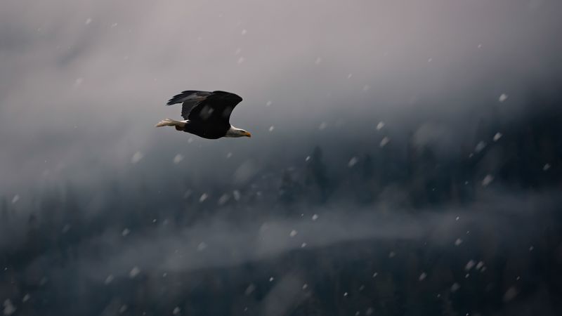 eagle, bird, fly, snow, 4k