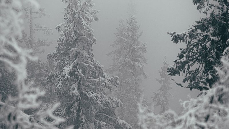 trees, snow, winter, blizzard, 4k