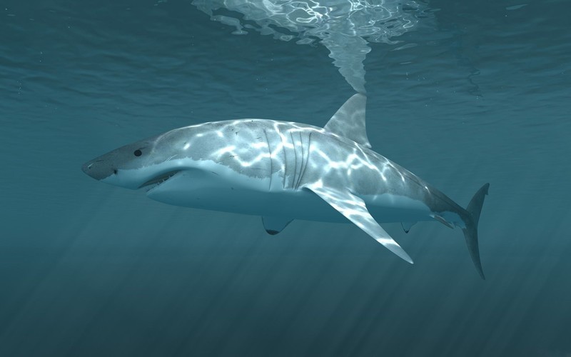 shark, underwater