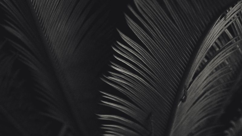 palm, leaves, bw, texture, 4k