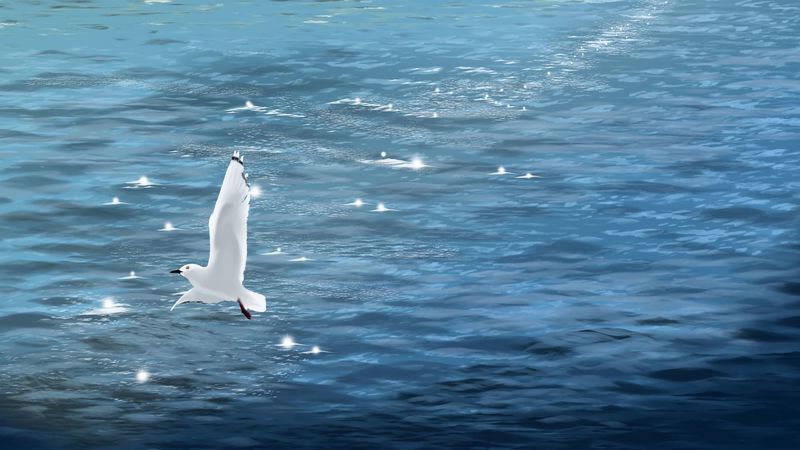 seagull, bird, sea, art, 4k