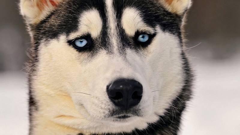 siberian husky, animals, dog