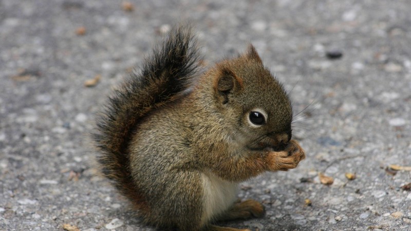 squirrel, animals