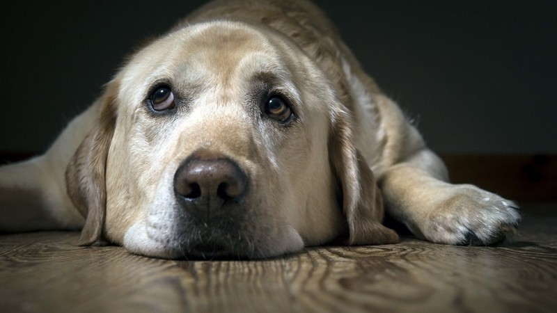 labrador, sad, animals, dog