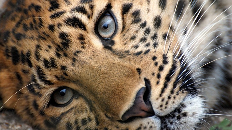 leopard, animals