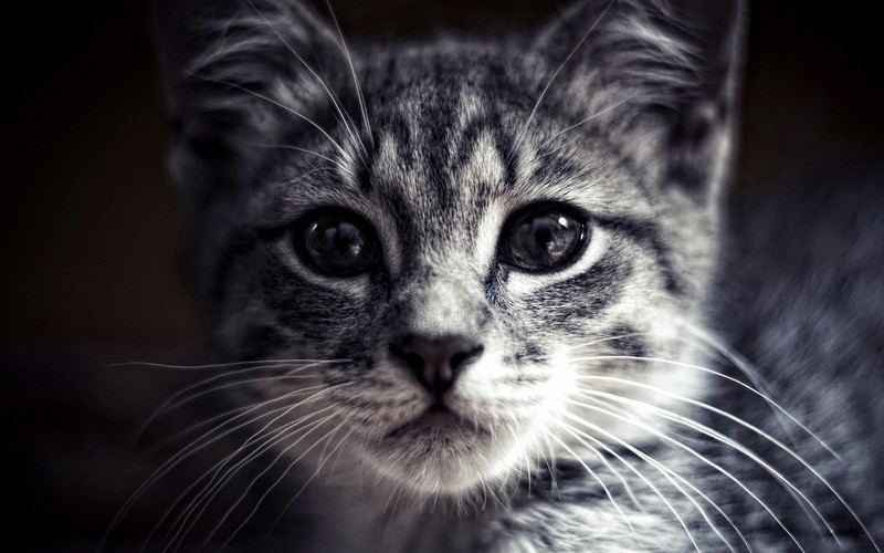 cat, animals