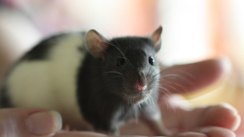 mouse, animals, rat