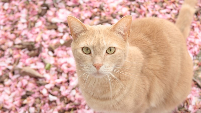 cat, animals, flowers, pink