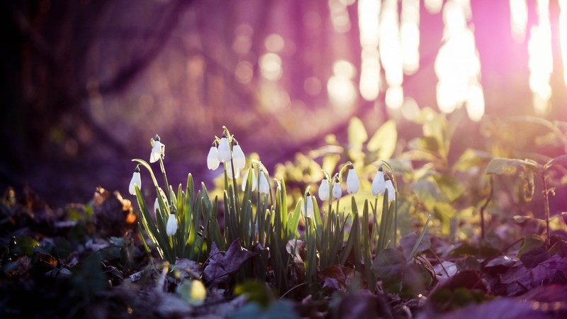 snow, drops, flowers, nature