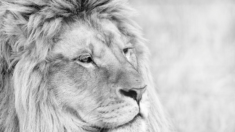 lions, animals, predator, forest, king, monochrome, black and white