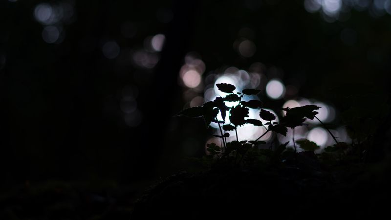plant, dark, macro, bokeh, blur, 4k
