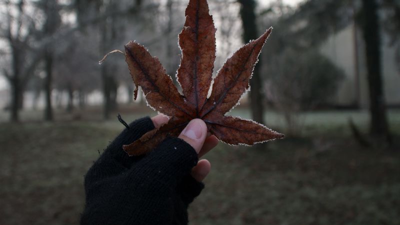 leaf, hand, fingers, glove, 4k