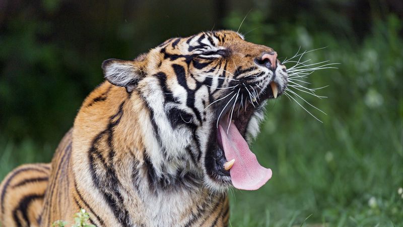tiger, yawn, protruding tongue, big cat, predator, 4k