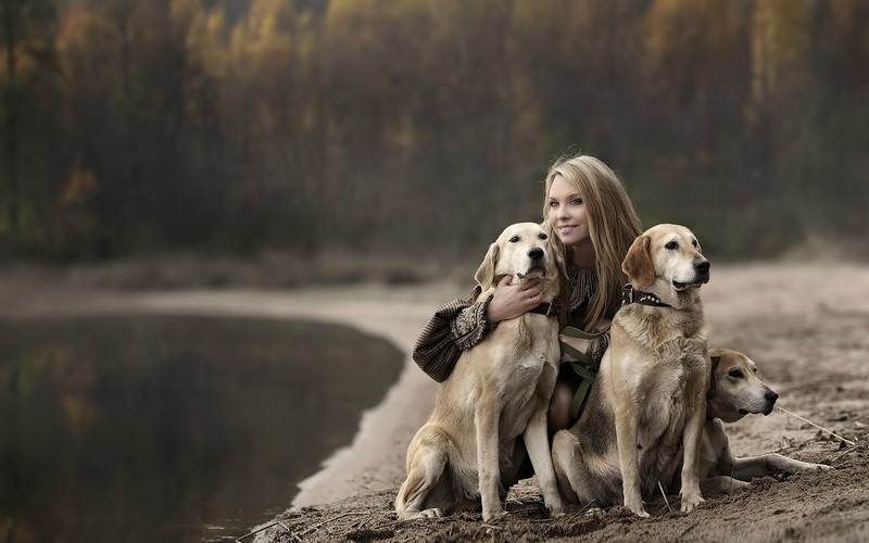labrador retriever, dog, animals, labrador
