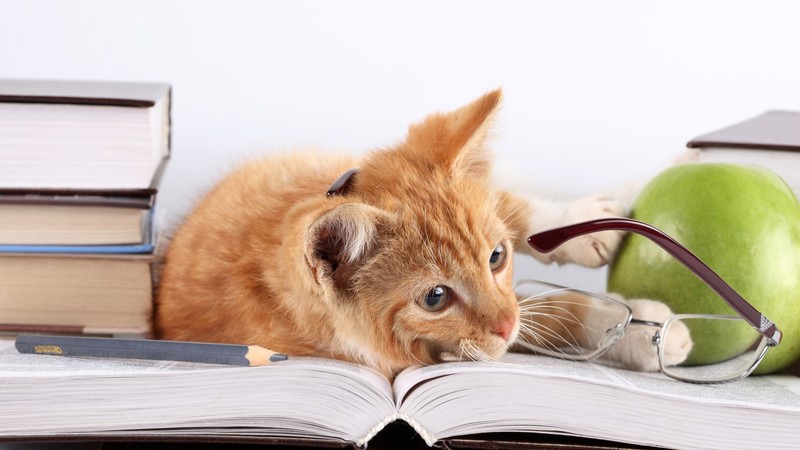 cat, animals