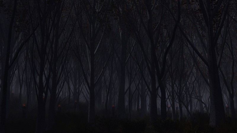 forest, dark, nature