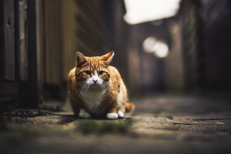 cat, animals