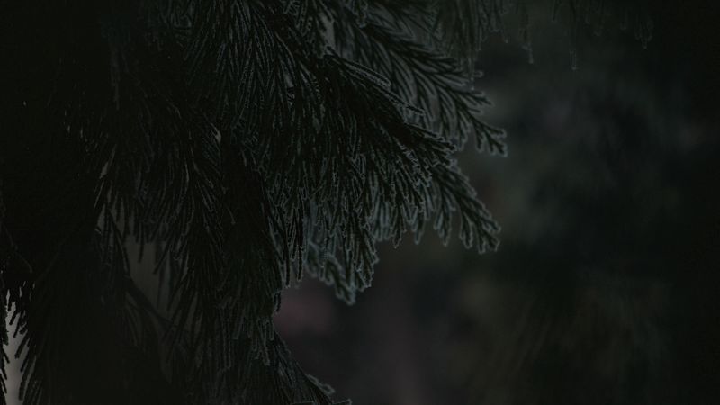 branch, dark, needles, plant, 4k