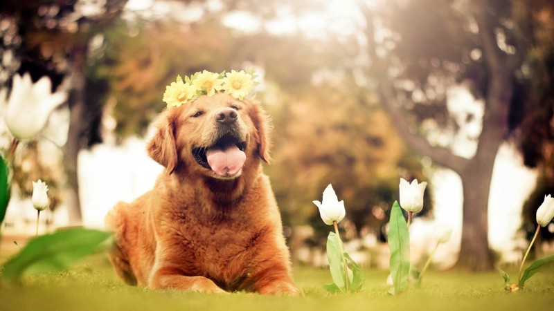 dog, animals, smiling