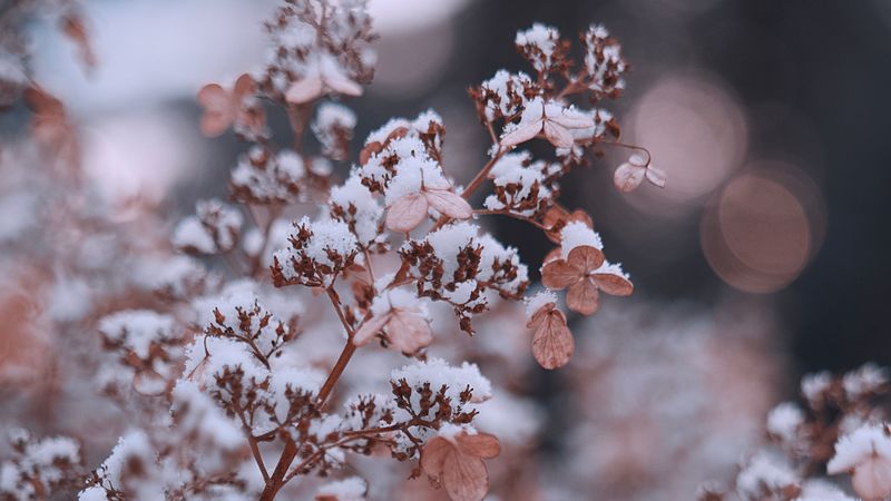 branches, flowers, snow, macro, plant, 4k