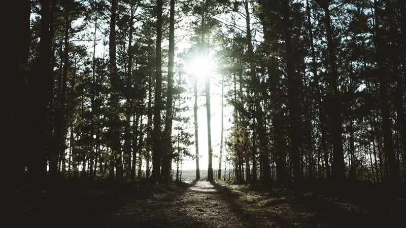 trees, sunlight, shadow, dark, 4k