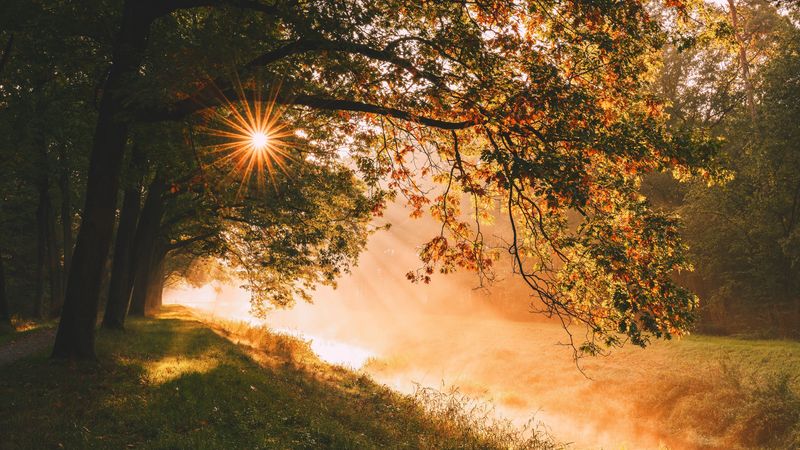 trees, sun, sunlight, rays, landscape, 4k
