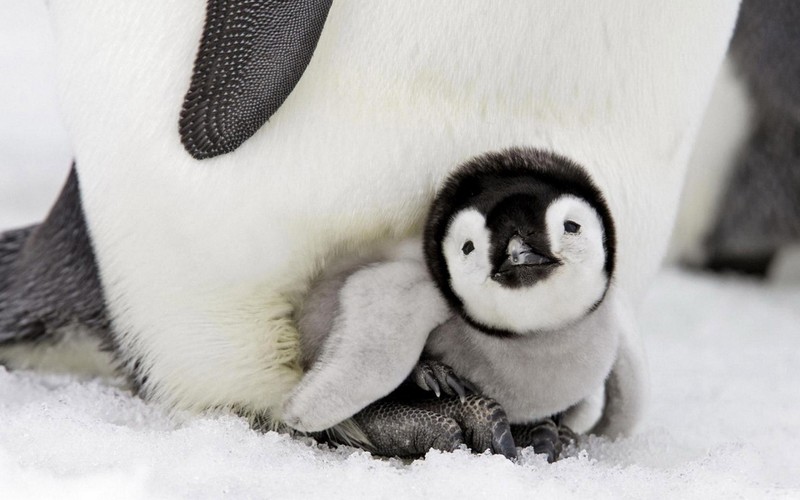 penguins, birds, cute