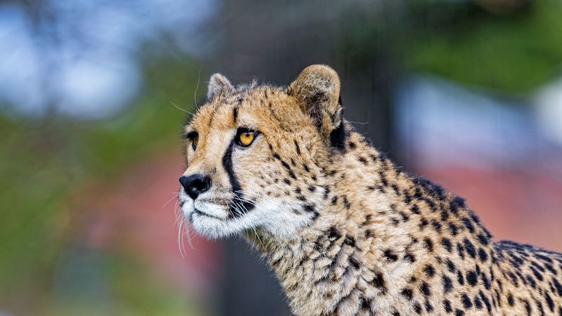 cheetah, big cat, face, predator, animal, 4k