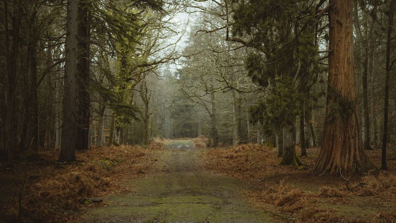 road, dirt, trees, forest, nature, 4k