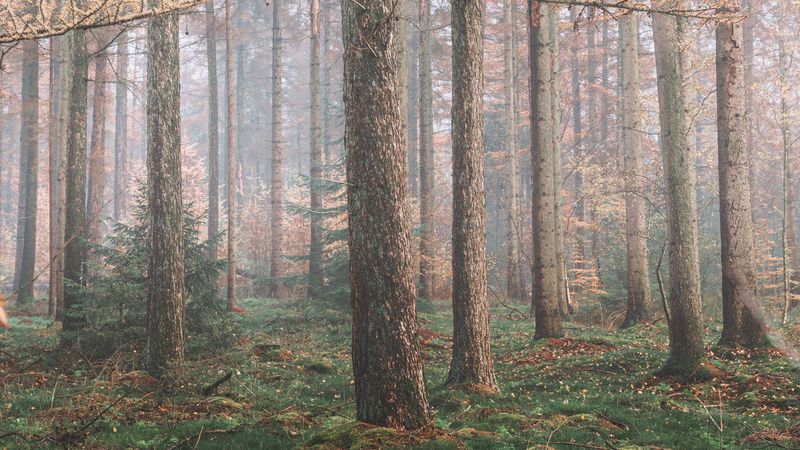 forest, fog, trees, coniferous, pine, 4k
