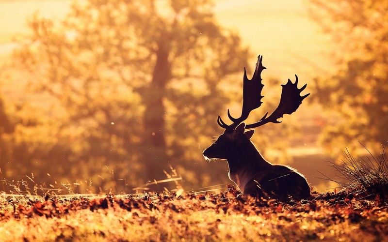deer, forest, animals