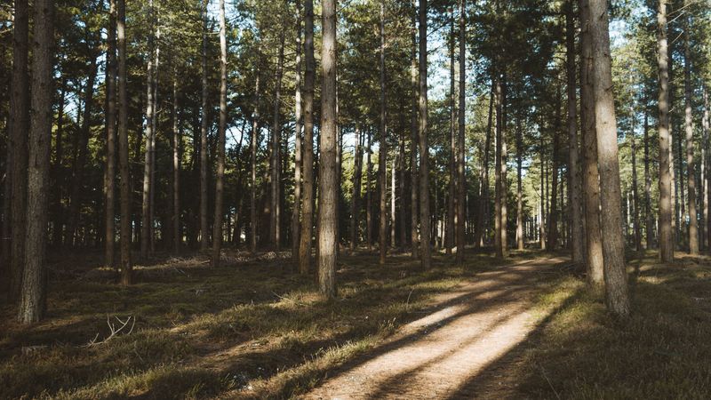 forest, conifer, pines, path, trees, 4k
