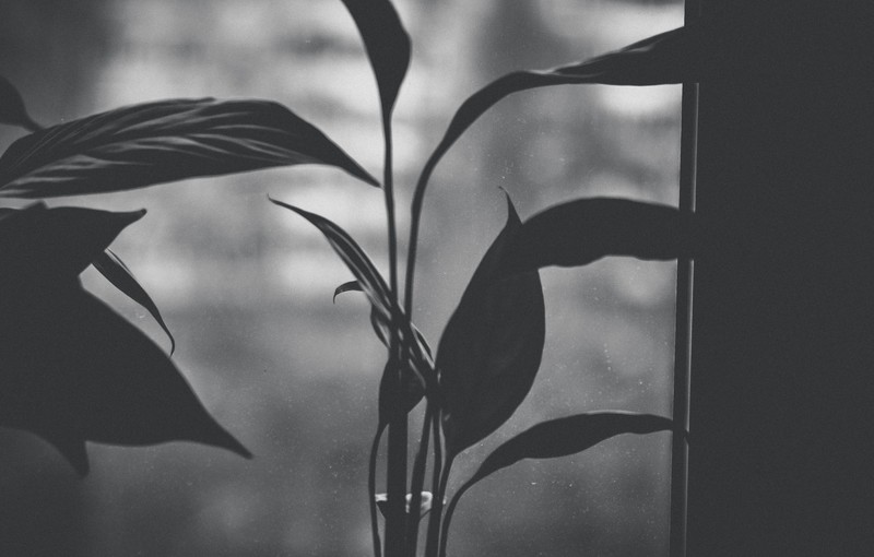 monochrome, flowers, blur, nature
