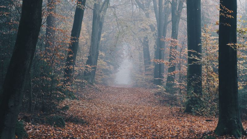autumn, forest, fog, path, nature, 4k