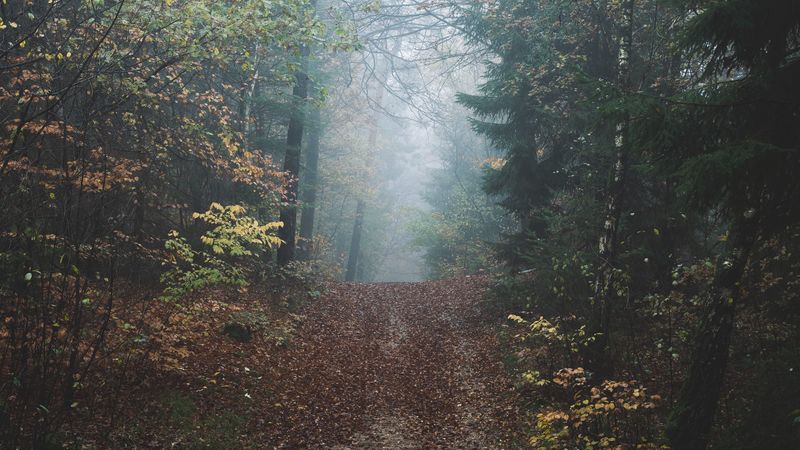 forest, fog, path, hill, nature, 4k