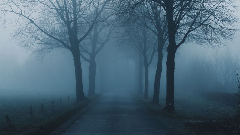 fog, trees, road, haze, nature, 4k