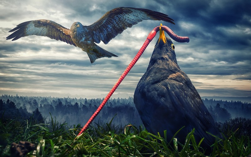 artist, digital art, birds