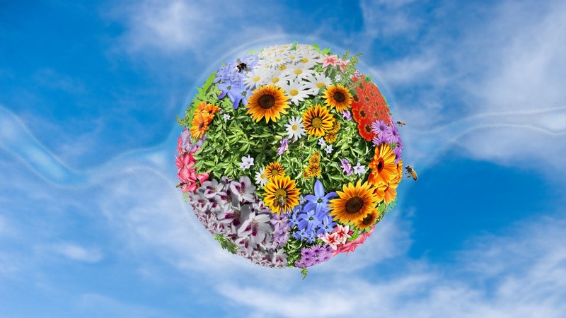 flowers