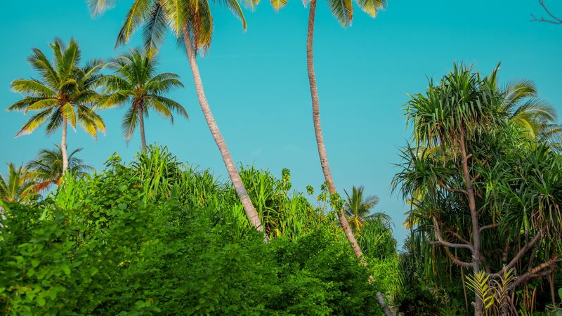 palm trees, bushes, path, tropics, summer, 4k