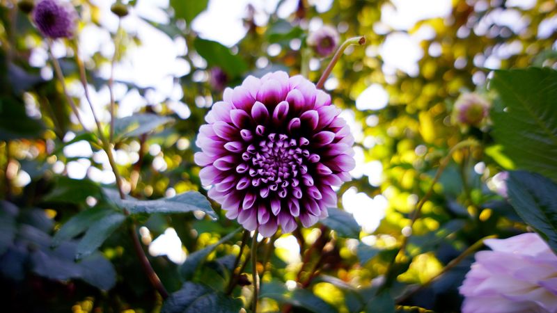 dahlia, flower, purple, bloom, 4k