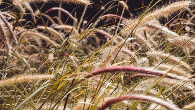 grass, spikelets, plants, field, 4k