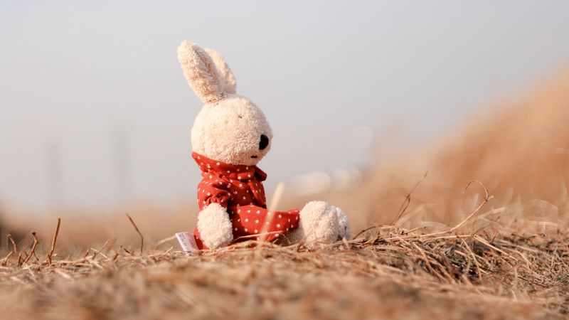 rabbit, toy, plush, white, 4k